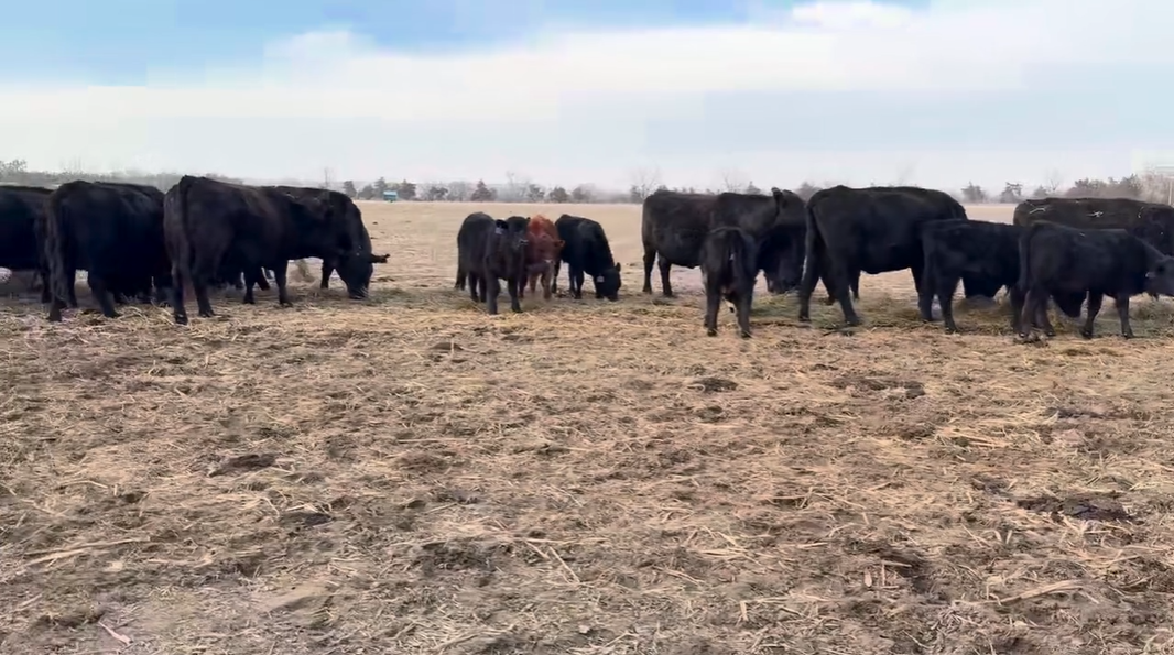 CP109A5 7-yr-old fall pairs-Exposed to Hereford bulls!